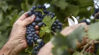 Vinaigre balsamique blanc Poderi Estensi 25cl sur